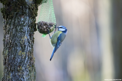 HQ Blaumeise