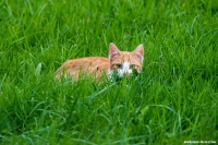 Wiesenkatze