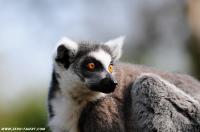 Lemur 1