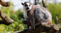 Lemur 4
