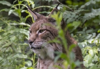 Luchs