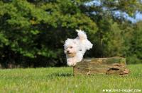 Hundesport-2