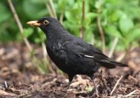 Amsel