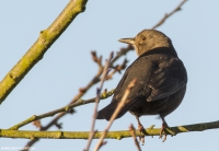 Amsel