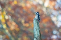 Specht im Herbst