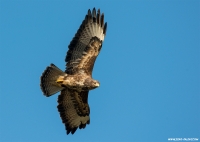 Bussard