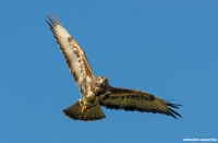 Bussard