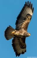 Bussard Portträt