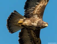 Bussard Closeup