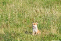 noch mehr Fuchs