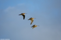 großer Brachvogel