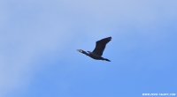 Kormoran