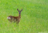 Das erste Wild durch anpirschen