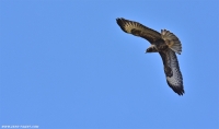 Bussard